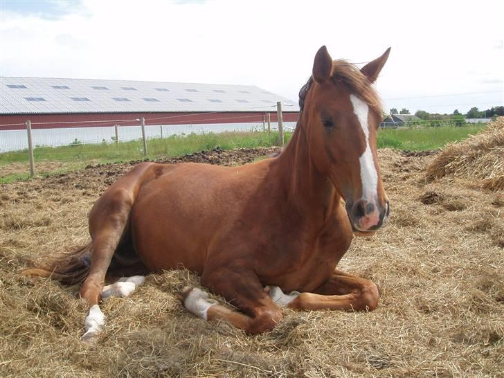 Dansk Varmblod Havana Divine billede 1