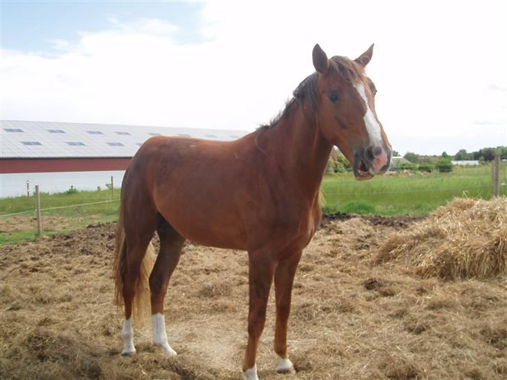 Dansk Varmblod Havana Divine billede 2