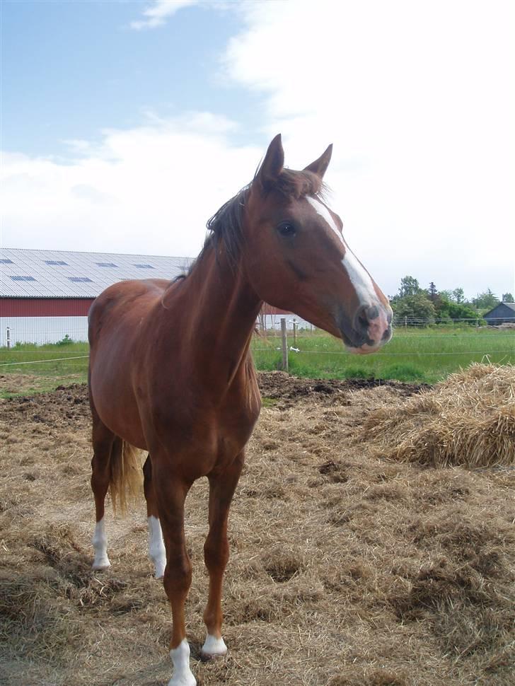 Dansk Varmblod Havana Divine billede 3