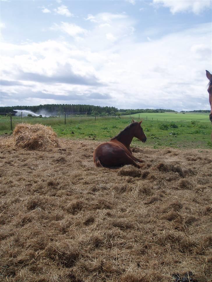 Dansk Varmblod Havana Divine billede 4