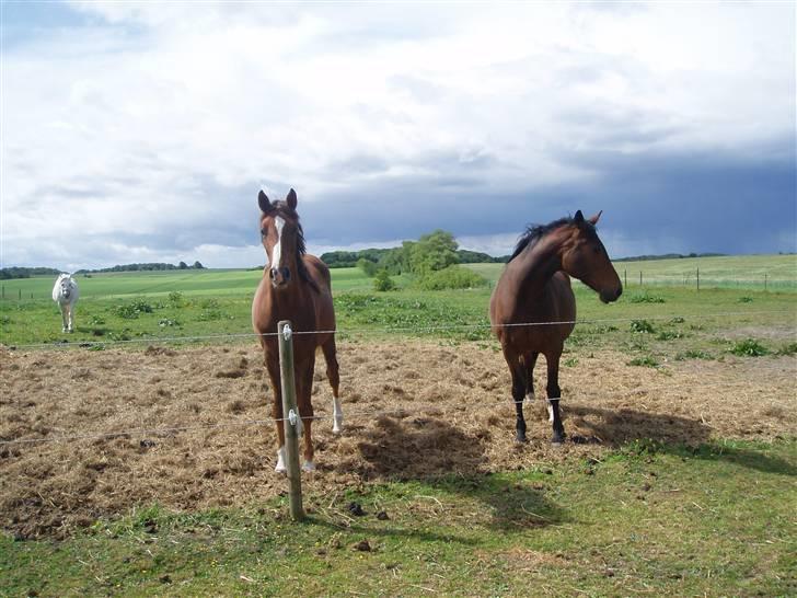 Dansk Varmblod Havana Divine billede 5