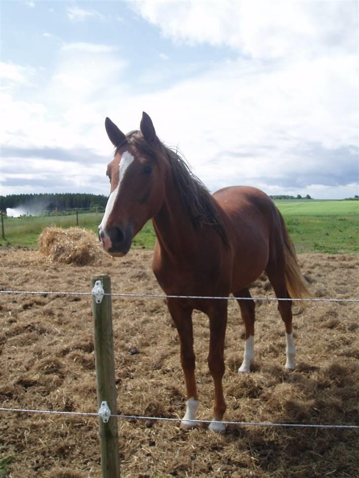 Dansk Varmblod Havana Divine billede 6