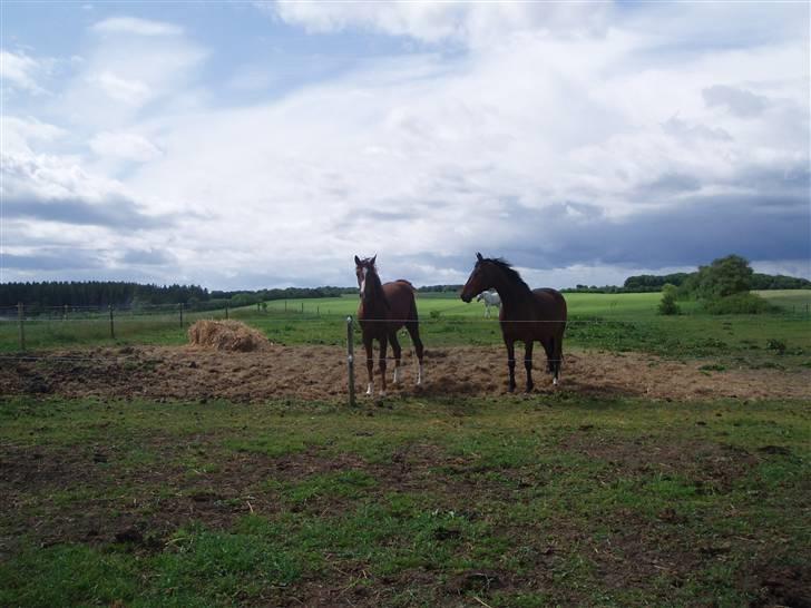 Dansk Varmblod Havana Divine billede 7