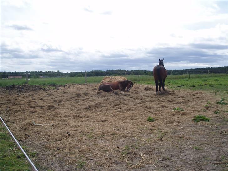 Dansk Varmblod Havana Divine billede 8