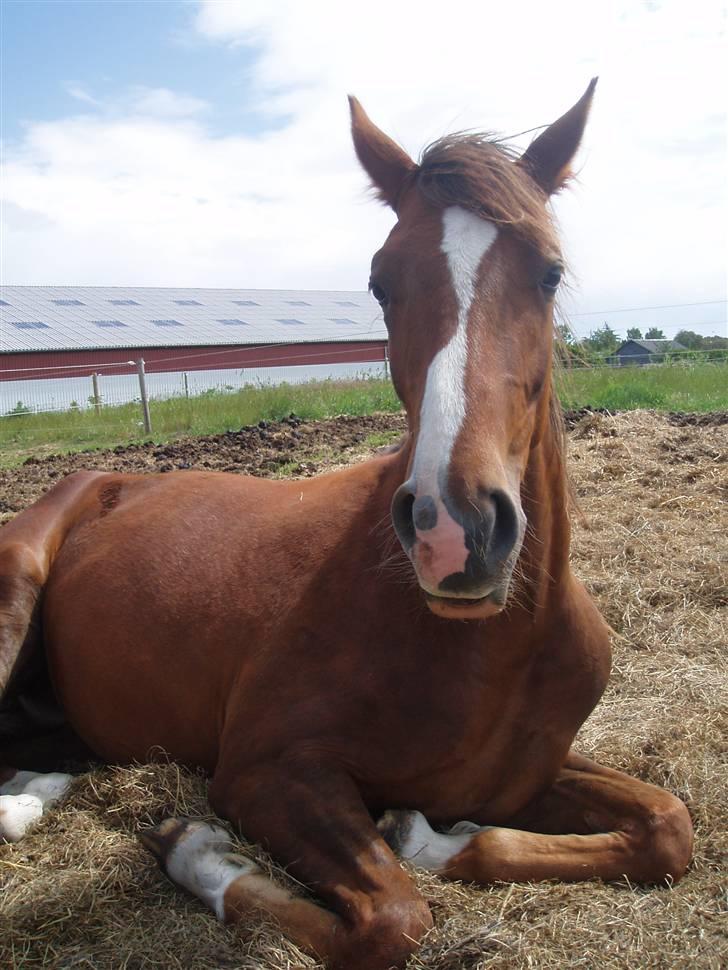 Dansk Varmblod Havana Divine billede 9