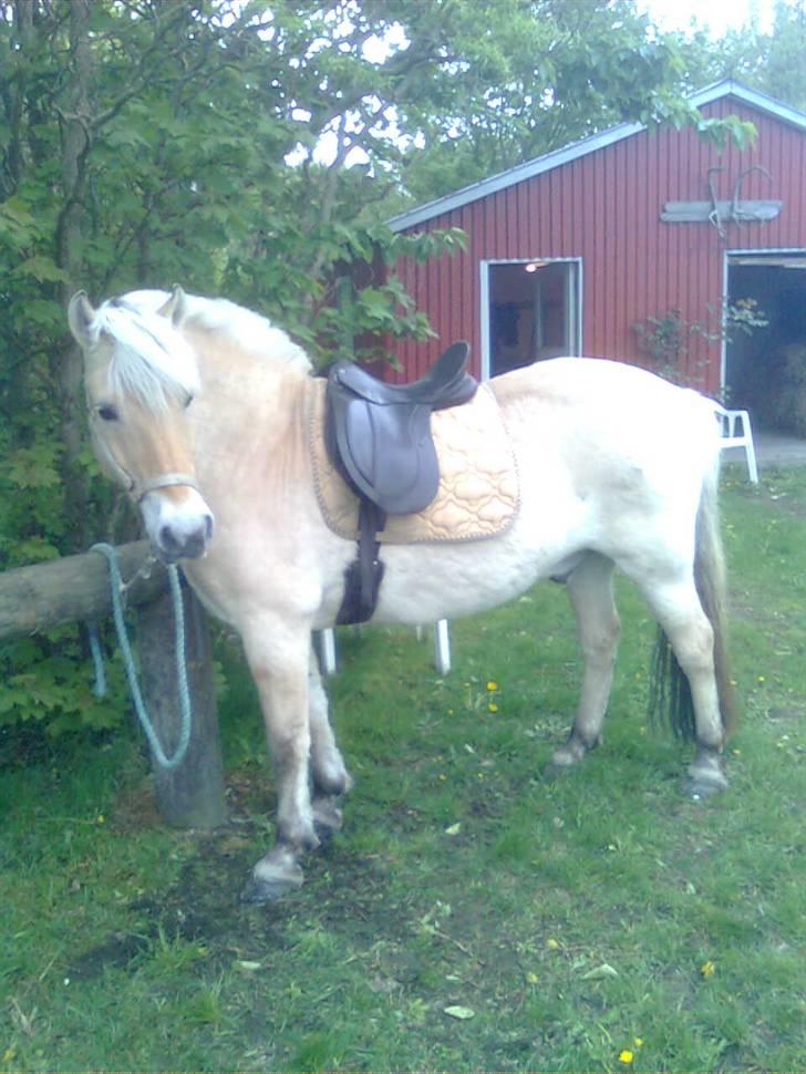 Fjordhest mikkel - Mikkel med sadel på<3 billede 1