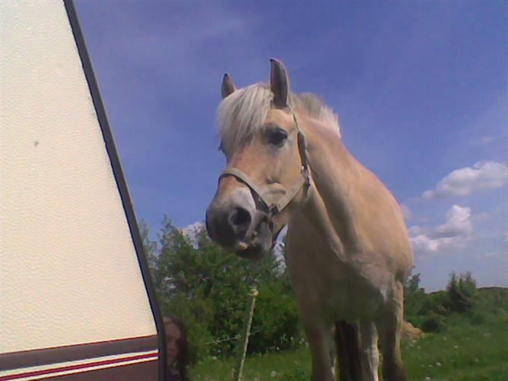 Fjordhest mikkel - mikkel der står ved campingvognen og er ved at spise græs=) billede 2