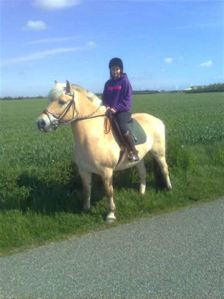 Fjordhest mikkel - mig der ridder tur på mikkel=) billede 3