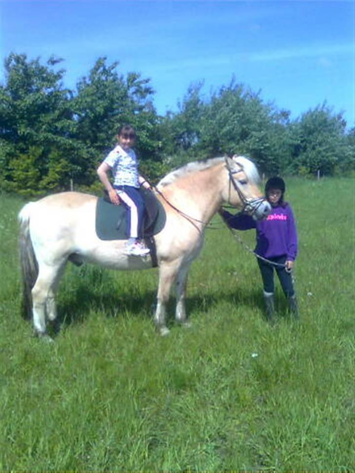 Fjordhest mikkel - mig der står og holder mikkel i mens min lille søster sidder på ham<3 billede 6