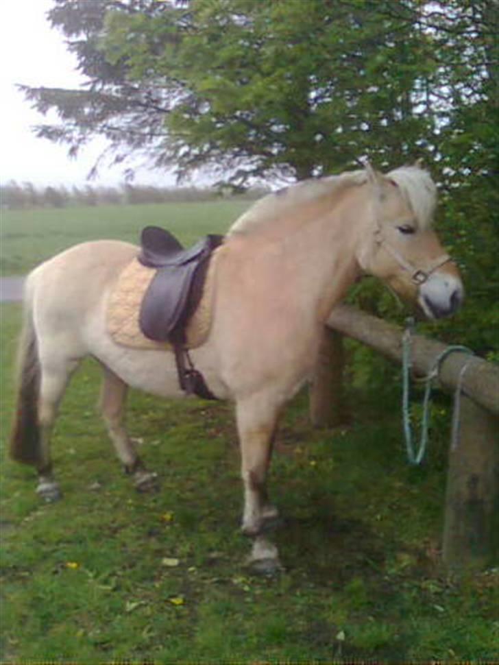Fjordhest mikkel - mikkel med sadel billede 7