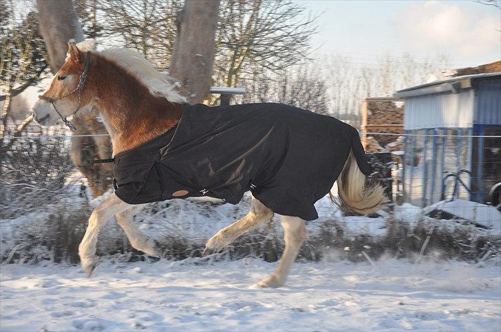 Haflinger Ulvira billede 15