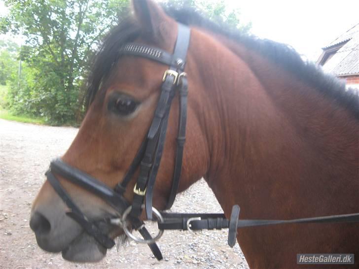 Dartmoor Innis Julian - hingstehals (´: billede 15