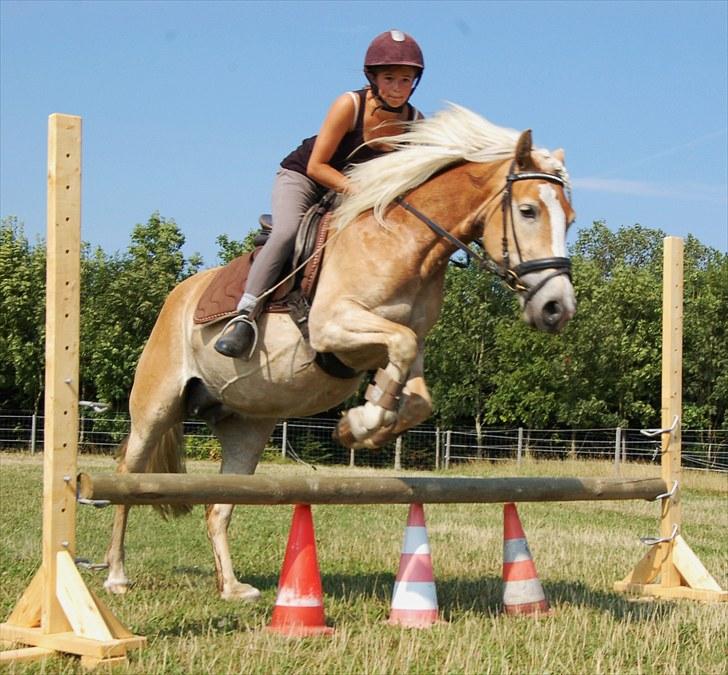 Haflinger Ulvira billede 16