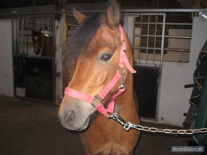 Dartmoor Innis Julian - you are a once in a lifetime pony :i billede 16