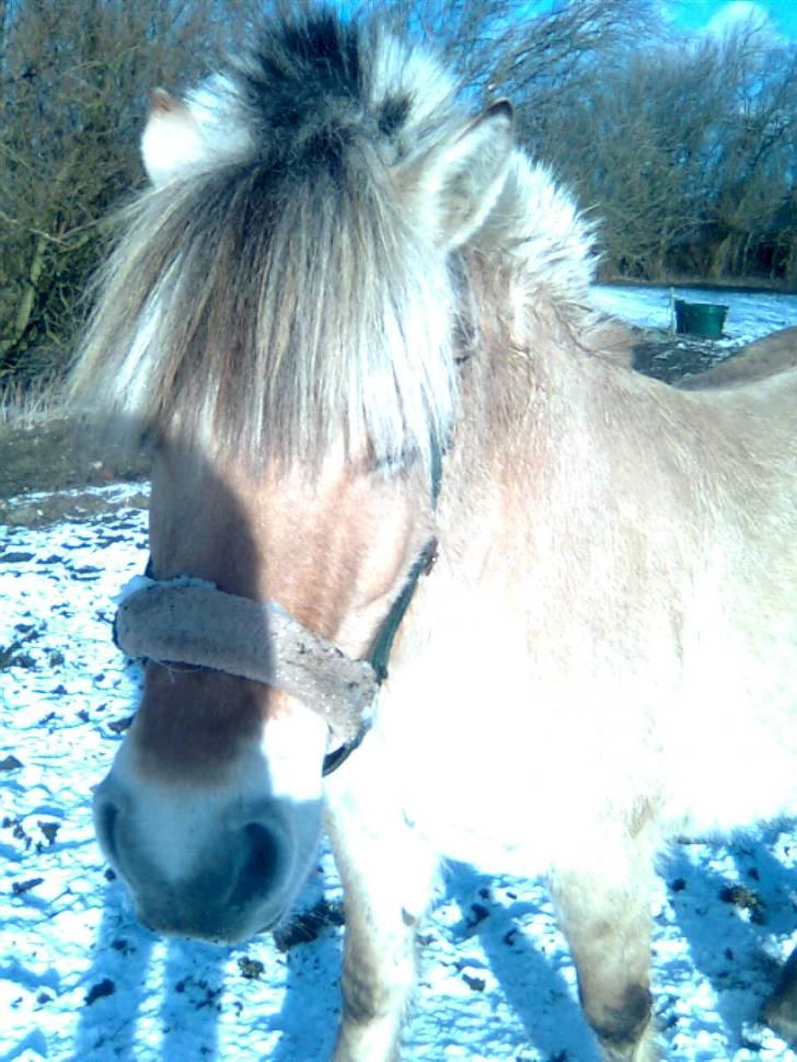 Fjordhest freja - freja i vinters<3 billede 2