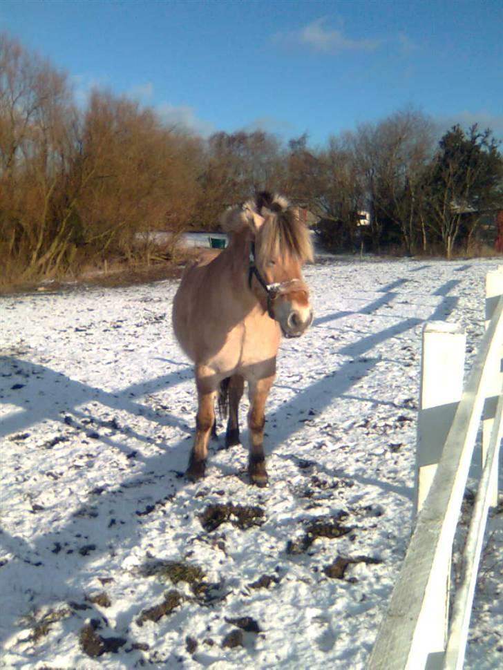 Fjordhest freja - freja der lige har rullet sig=) billede 3