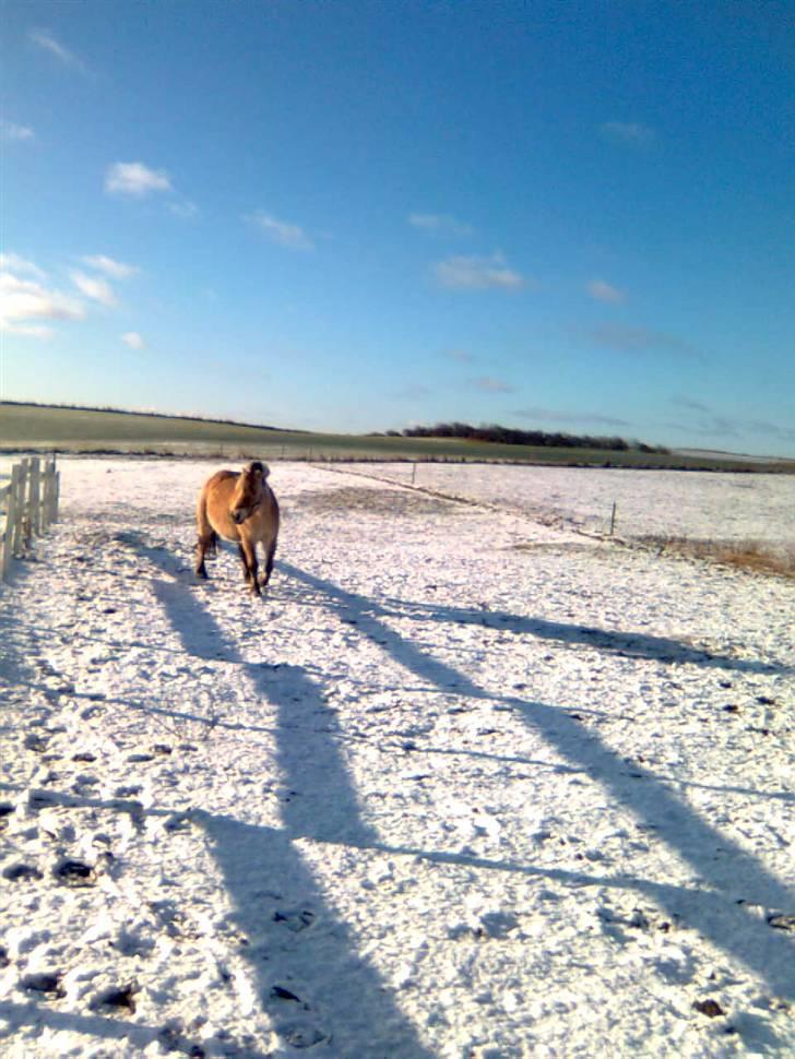 Fjordhest freja - freja der kommer travene lisse stille billede 4
