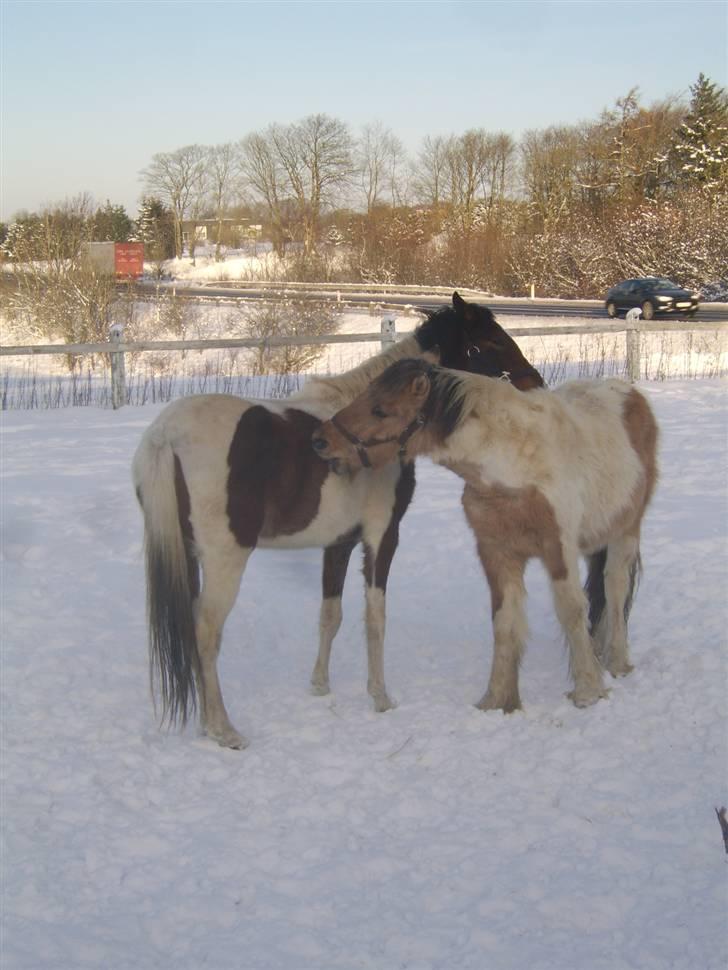 Irish Cob Crossbreed Remix - * Solgt * billede 7