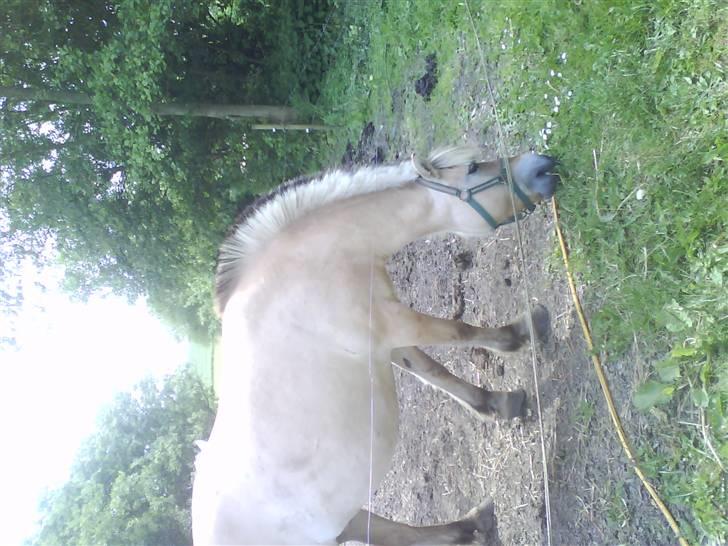 Fjordhest freja - freja der spiser græs billede 5