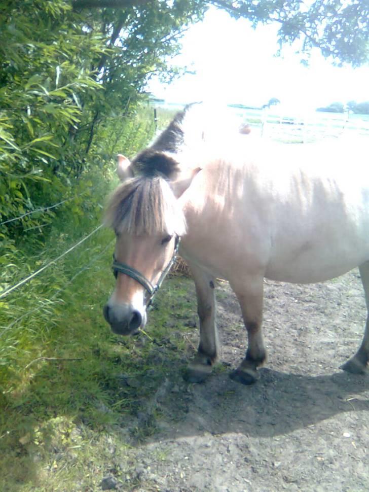 Fjordhest freja - freja der kigger billede 6