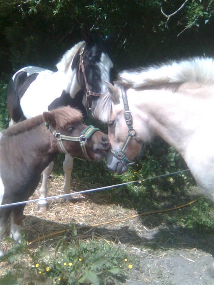 Fjordhest freja - totto madonna og freja billede 8