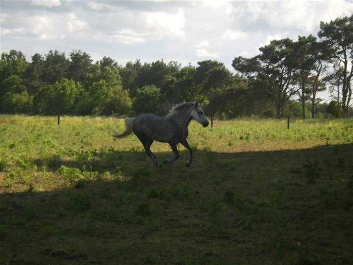 Anden særlig race Sussi billede 15