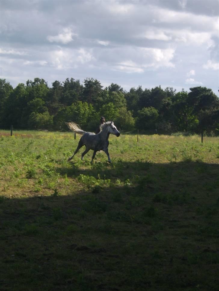 Anden særlig race Sussi billede 16