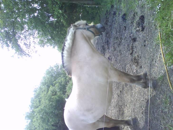 Fjordhest freja - freja<3 billede 9