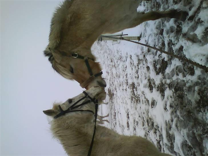 Fjordhest freja - freja og feline billede 10