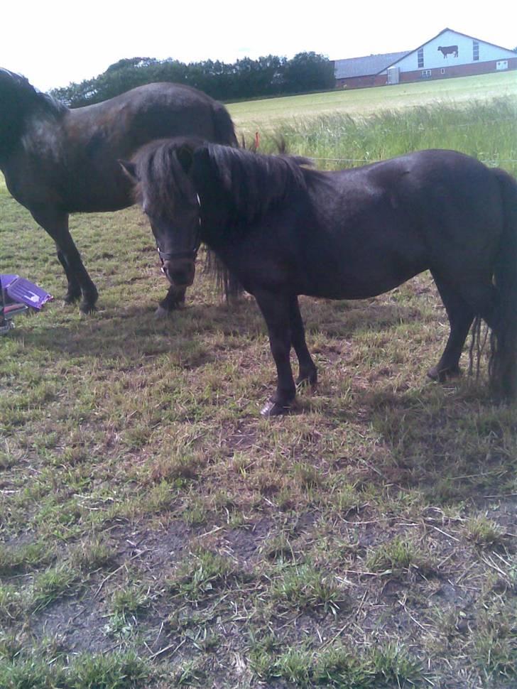 Shetlænder Molly billede 20