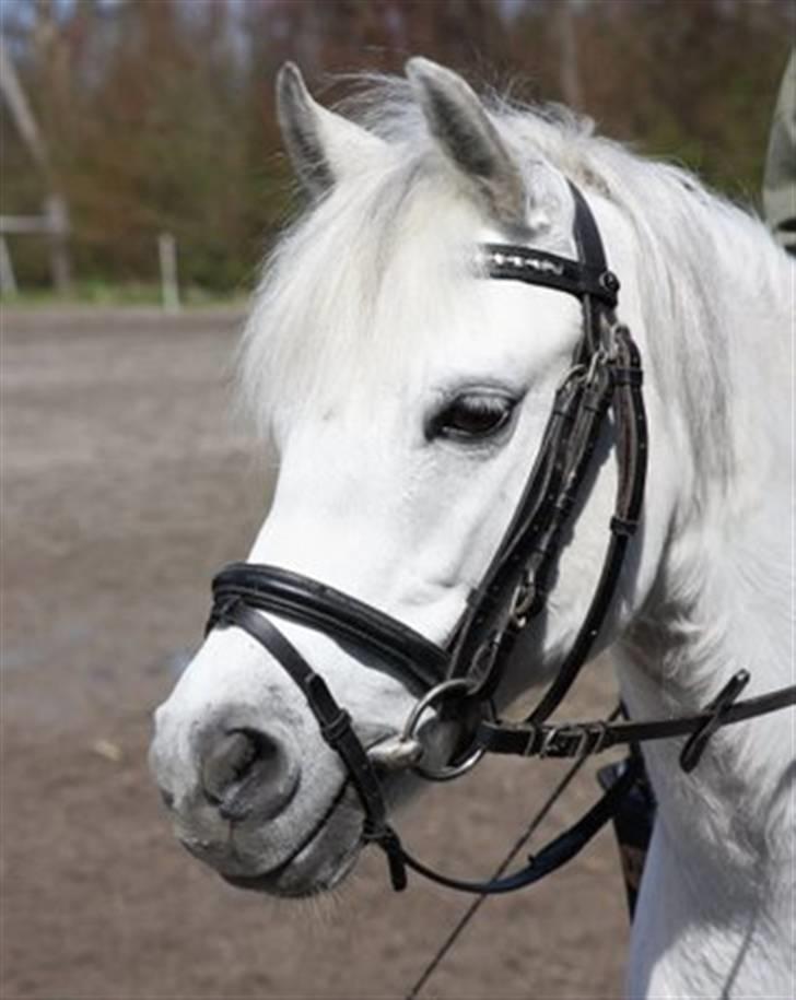 Welsh Pony (sec B) Skovlundegårds Askepot billede 10