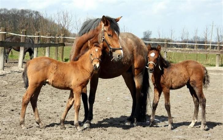 New Forest Blåbærhegnets Alfie - hvem er mon det rigtige føl billede 6
