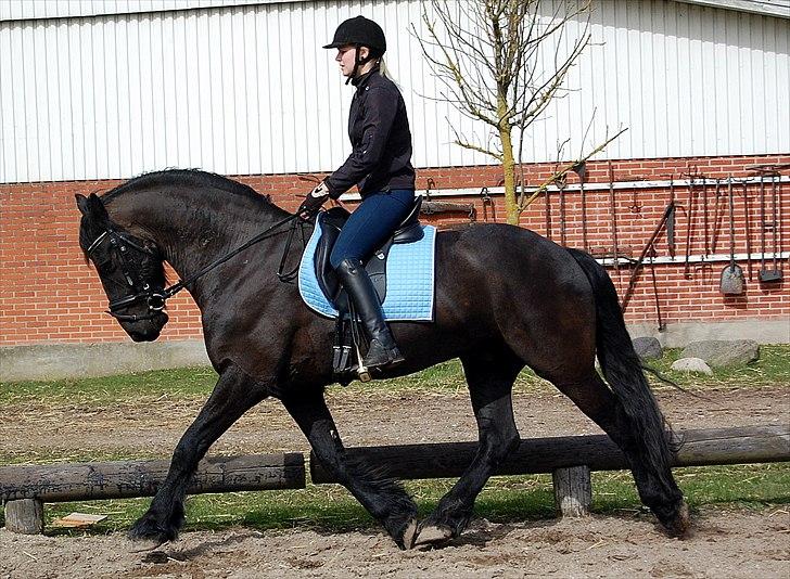 Frieser Rambo Van Henswoude - Trav m. Louise Hove på ryggen! billede 5