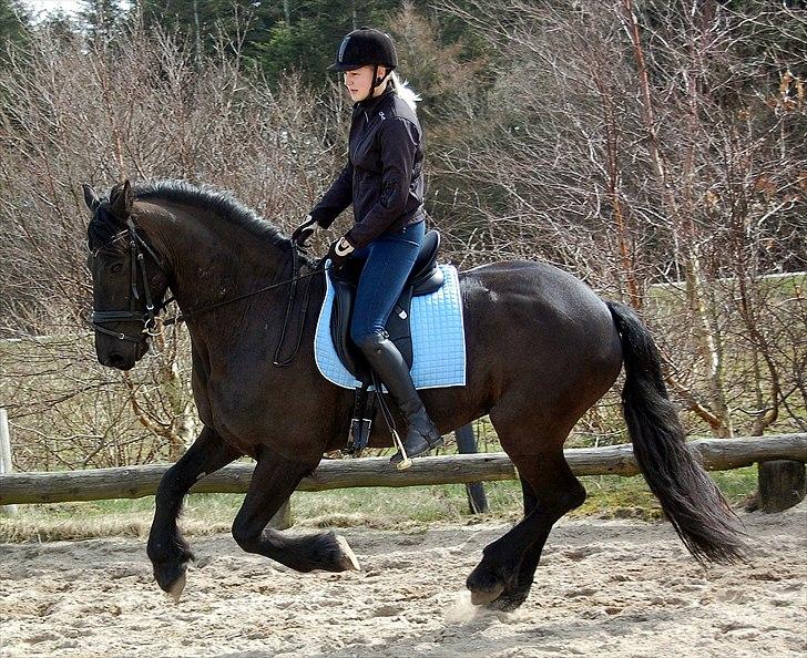 Frieser Rambo Van Henswoude - Galop m. Louise Hove! billede 9