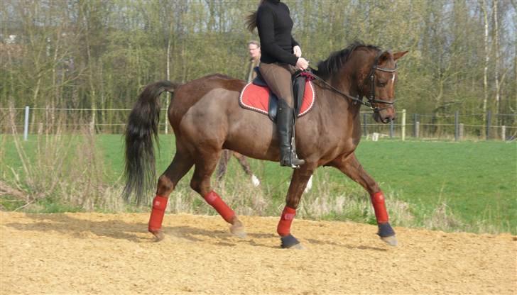 Anden særlig race Montoya<3 - dressur :-) ?? billede 14