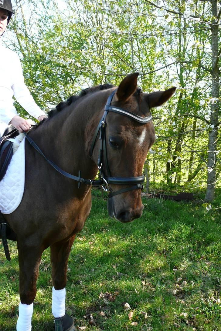 Anden særlig race Montoya<3 - montoya til stævne :-D billede 15