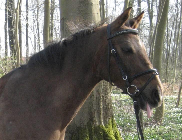 Anden særlig race Montoya<3 - monti rækker tunge :-D billede 16