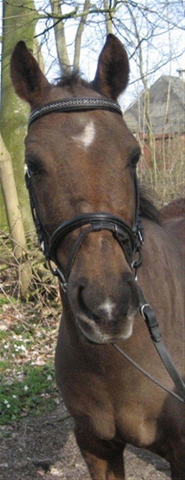 Anden særlig race Montoya<3 billede 17