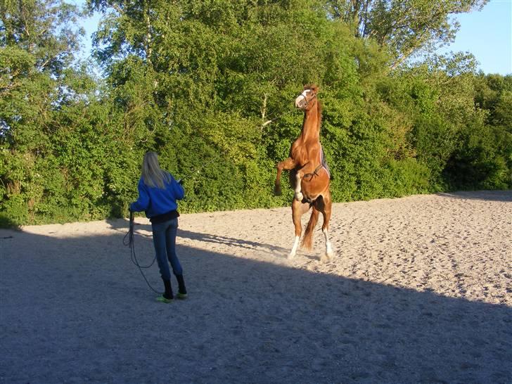 Hollandsk Varmblod Calvin - Frække Calvin der stejler !! billede 7