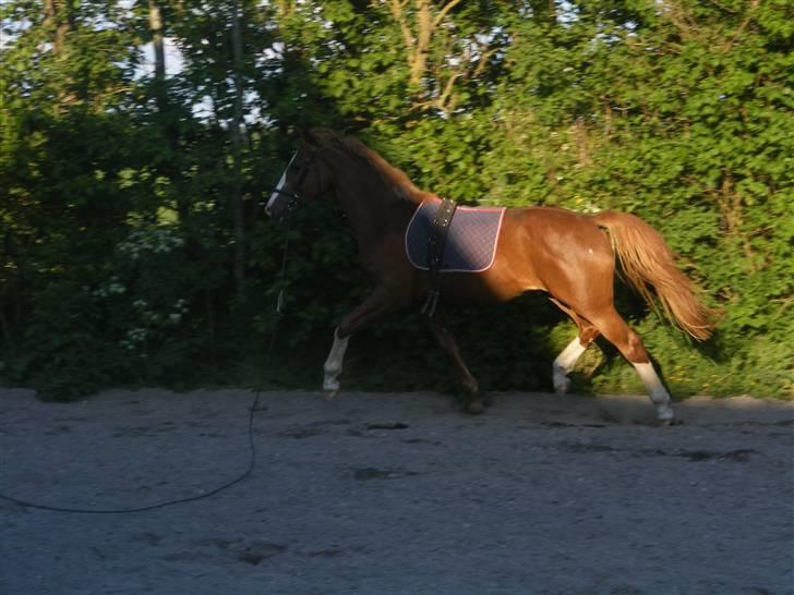 Hollandsk Varmblod Calvin - Uhh, den kan også trave flot :D billede 8