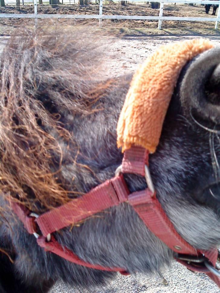 Anden særlig race Blackie *R.I.P*  billede 19