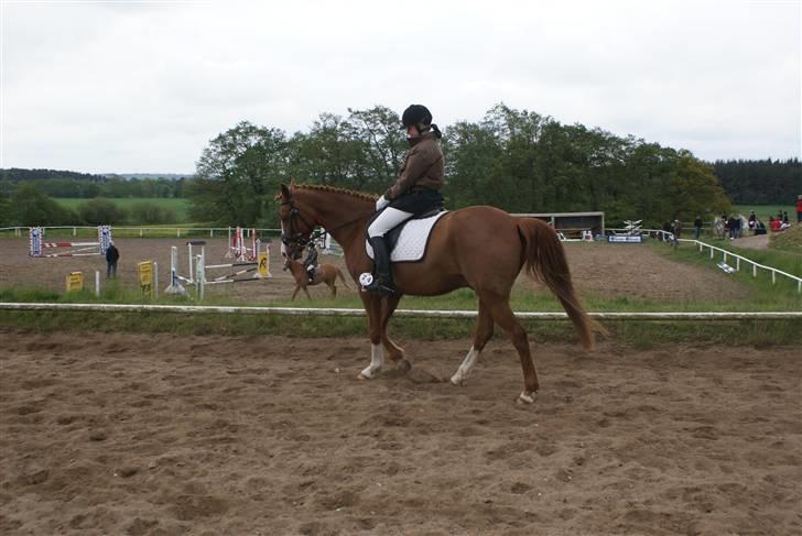 Hollandsk Sportspony Quite Easy *Solgt* billede 3