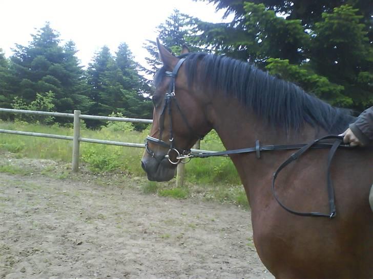 Traver Annabell billede 17