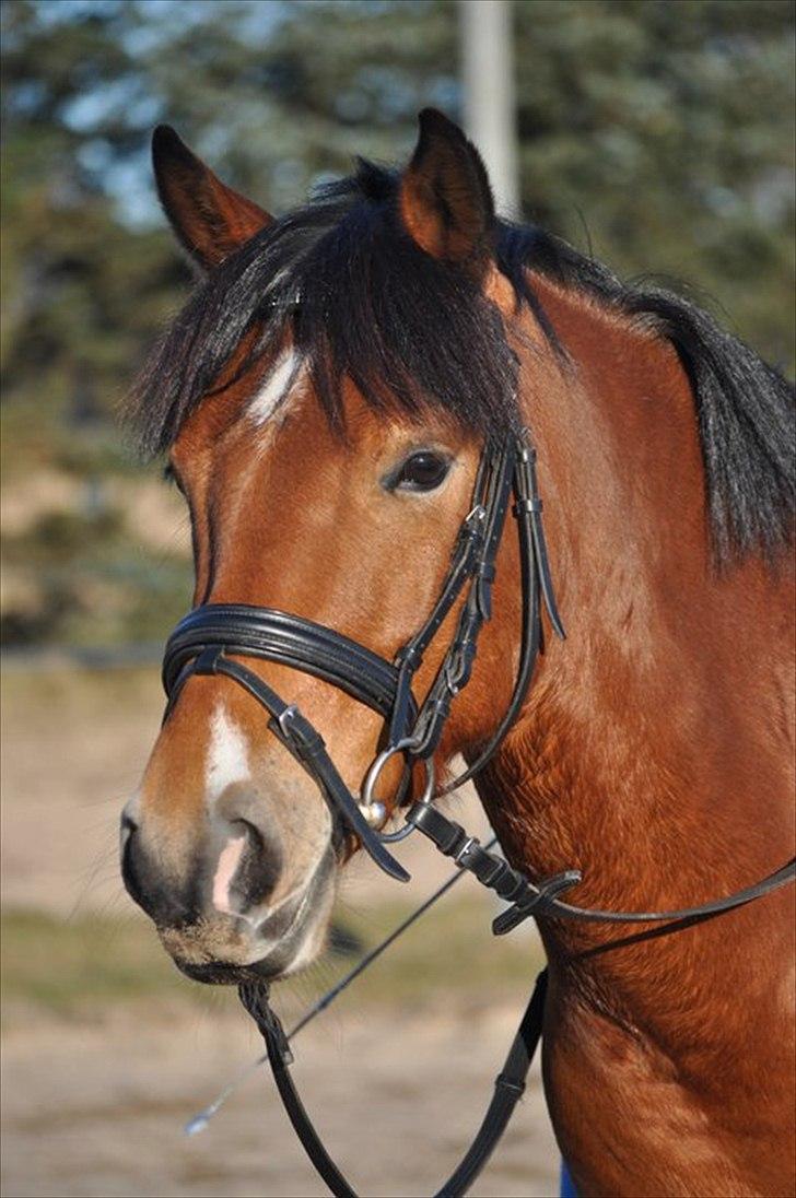 Anden særlig race Prince Star Light *Solgt! /-':* - 16. Marts 2011. Yndigheden! i: ©LKB© billede 13