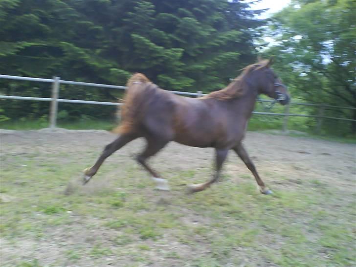 Anden særlig race Kiara billede 7