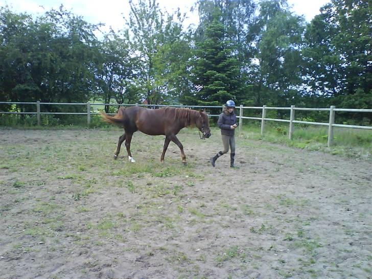 Anden særlig race Kiara billede 8