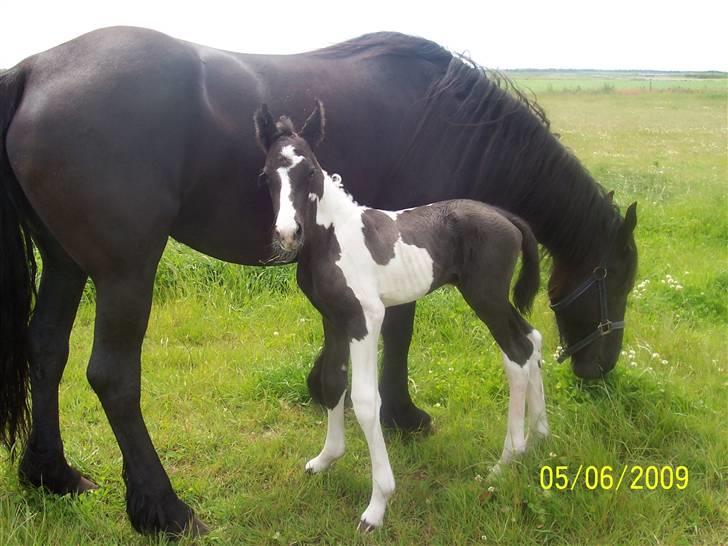 Frieser Lysbert B - Lysbert har fået skønt hingste føl Belman d. 5.6.09 billede 9