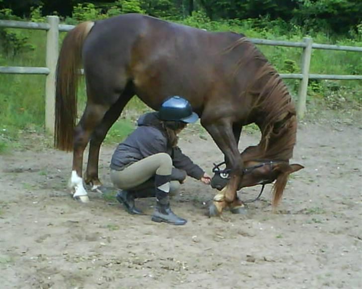 Anden særlig race Kiara billede 10