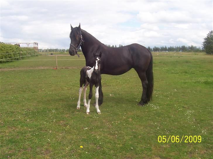 Frieser Lysbert B - Mor og sønnen Bellman 2009 billede 8
