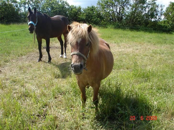 Shetlænder Freja solgt billede 1